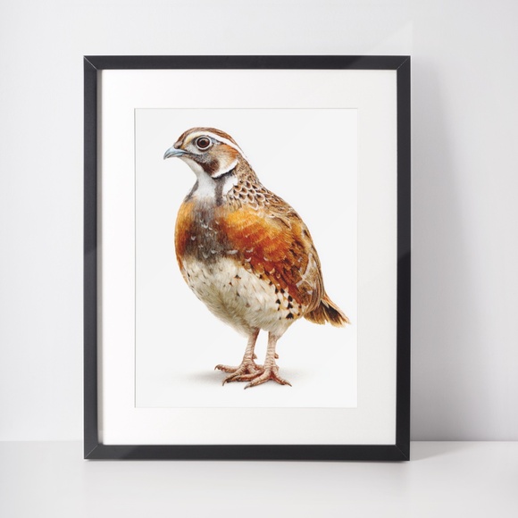 Watercolor Quail Wall Art Print, Unframed - Vibrant Nature-Inspired Home Decor - Picture 3 of 6